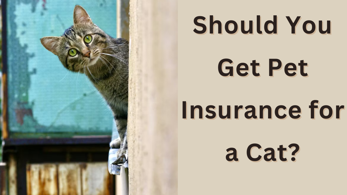 Should You Get Pet Insurance for a Cat?