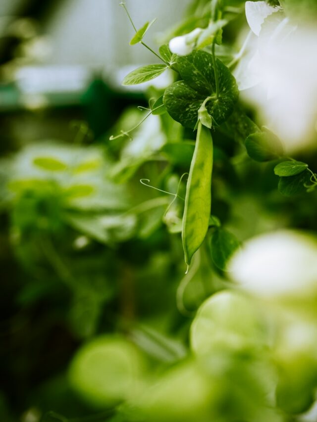 When to plant peas — the best time to sow this delicious crop, indoors and outdoors
