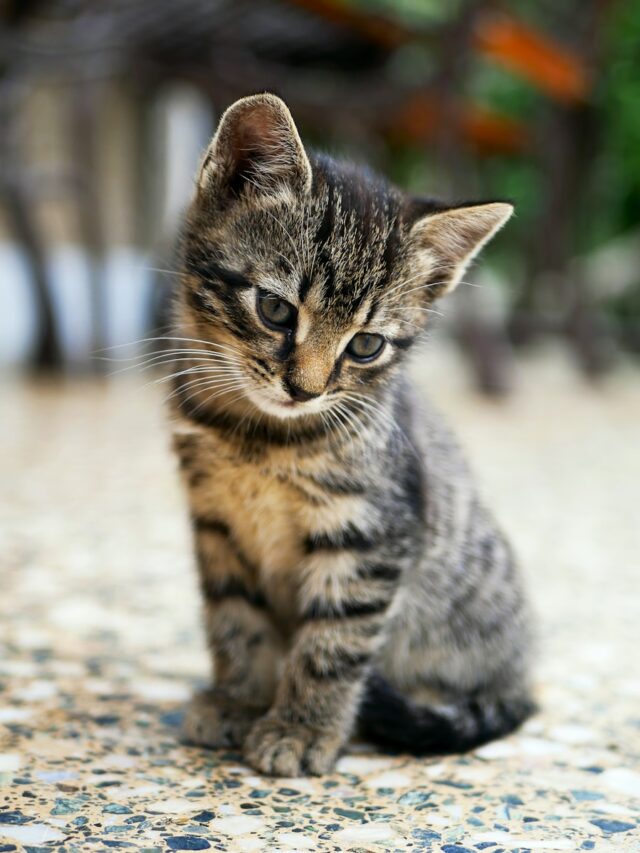9 Cat Breeds That Make the Best House Cats