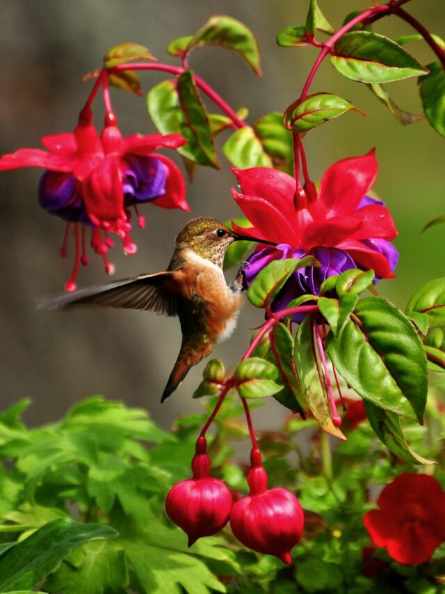 7 Flowers That Attract Hummingbirds to Your Garden