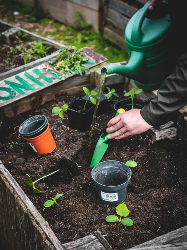 person holding green plastic shovel